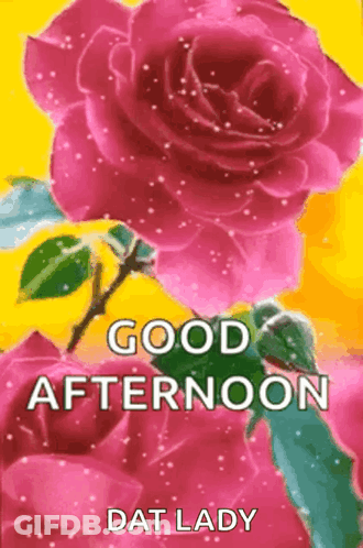 Good Afternoon Greeting Card With Pink Roses GIF