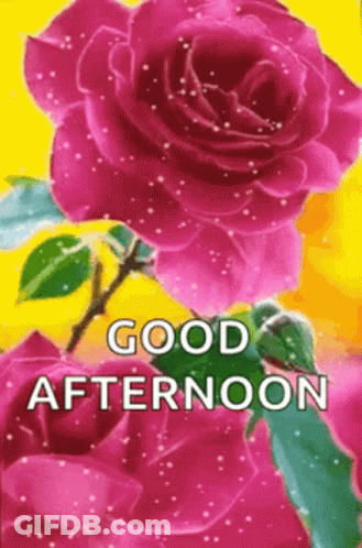 Good Afternoon Greeting With Pink Roses GIF