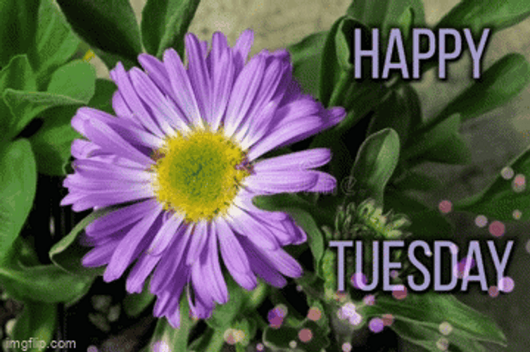 Good Afternoon Happy Tuesday Lilac Flower GIF