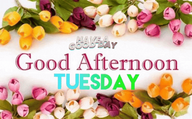 Good Afternoon Happy Tuesday Tulip Flowers GIF