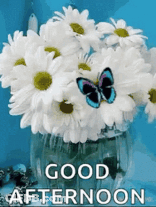 Good Afternoon Mayweed Flower Butterfly GIF