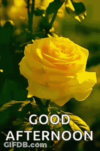 Good Afternoon Message With Butterfly And Flowers GIF