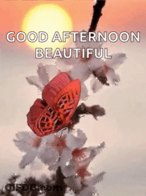 Good Afternoon My Love Pink Butterfly White Flowers GIF