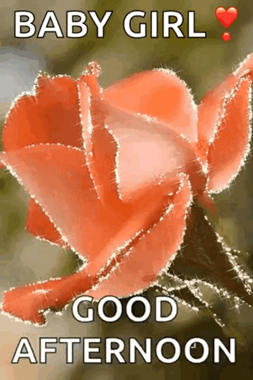 Good Afternoon My Love Shimmering Peach Blossom GIF