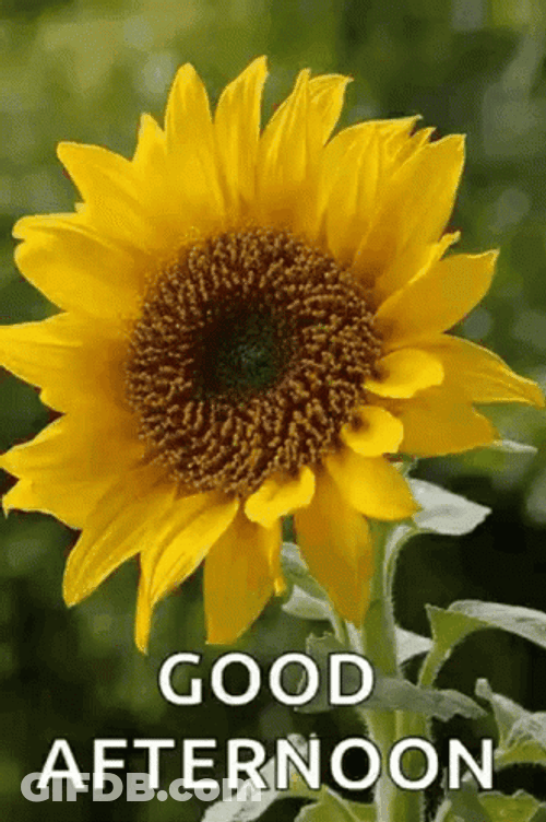 Good Afternoon Sunflower GIF