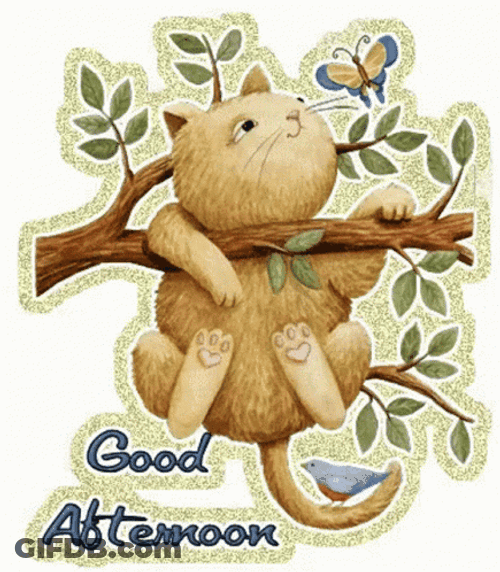 Good Afternoon Wednesday Kitty GIF