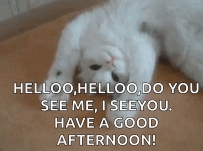 Good Afternoon Wednesday Lazy Cat GIF