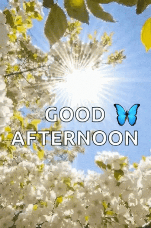Good Afternoon White Flowers GIF
