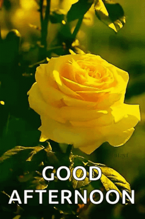 Good Afternoon Yellow Rose GIF