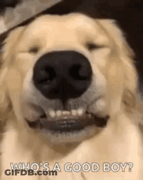 Good Boy Cute Dog Big Grin GIF