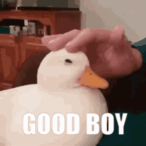 Good Boy Duck American Pekin GIF