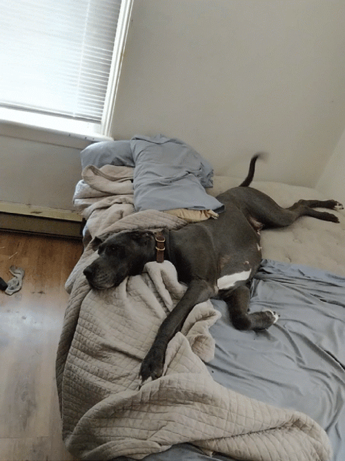 Good Boy Innocent Doggo GIF