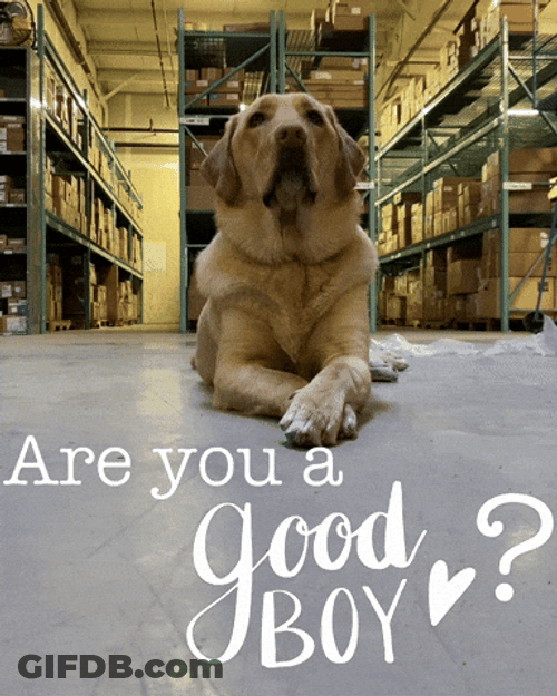 Good Boy Labrador Dog Staying Down GIF