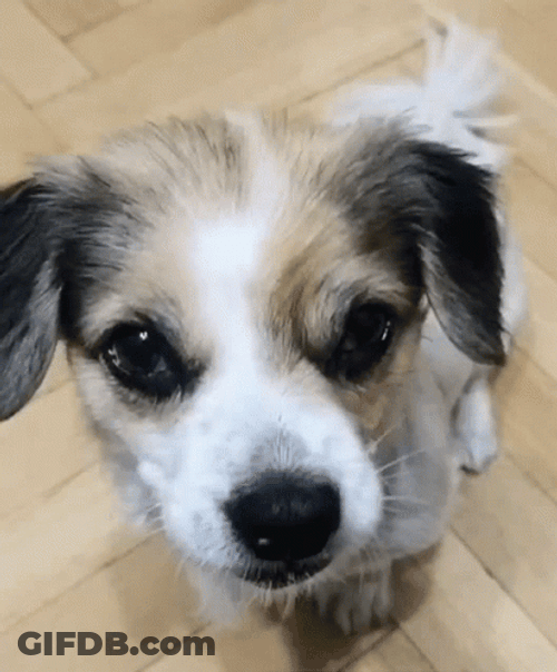 Good Boy Puppy Dog Eyes GIF