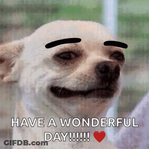 Good Day Funny Dog Eyebrow GIF