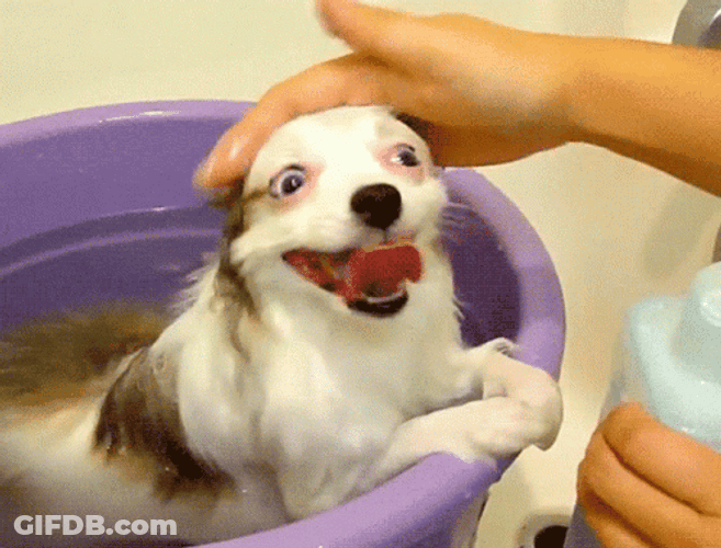 Good Dog Behave In Bath Loop GIF
