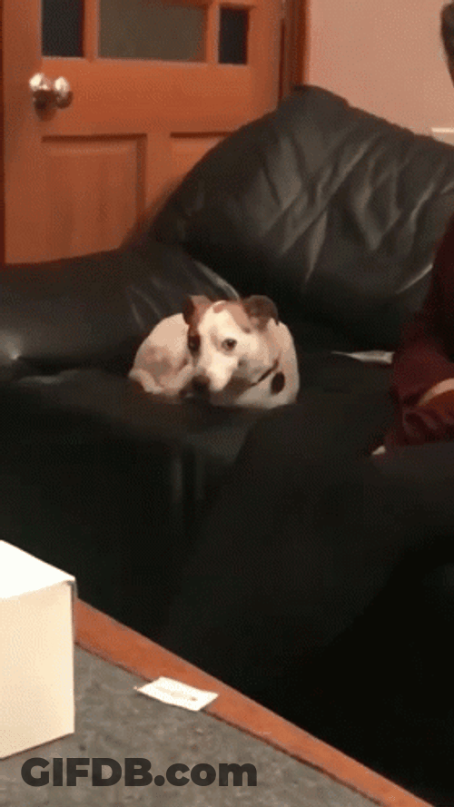 Good Dog Chilling In Couch Nodding Meme GIF