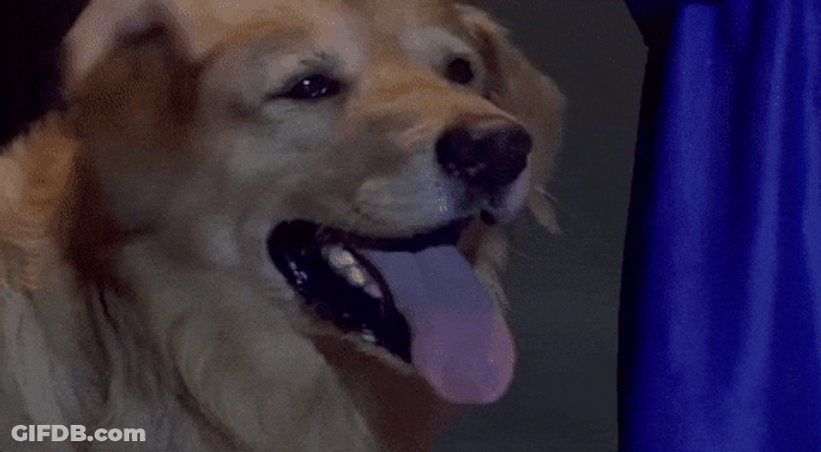 Good Dog Drowsy Eyes Head Rubbing GIF