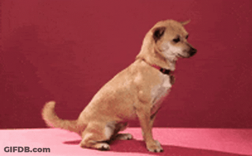 Good Dog Fist Bump Zoom In GIF