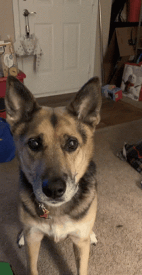 Good Dog German Shepherd Standing Up GIF
