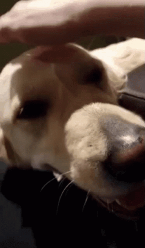 Good Dog Getting Drowsy Loving Head Pats GIF