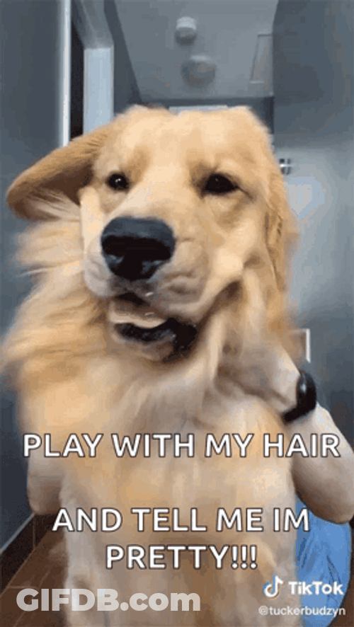 Good Dog Golden Retriever Shaking Hair GIF