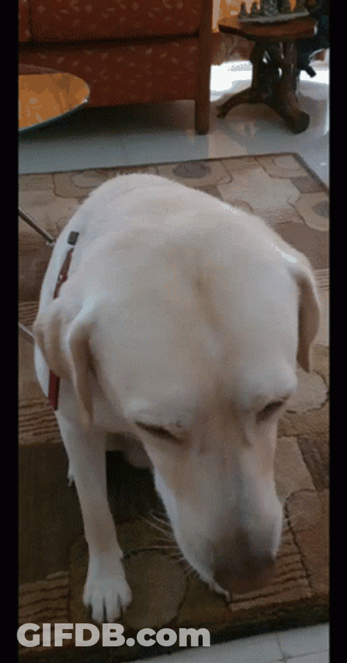 Good Dog Head Down Getting Pets GIF