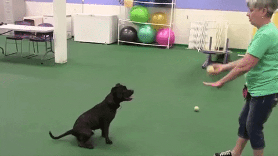 Good Dog Hyper Labrador Catching Ball GIF
