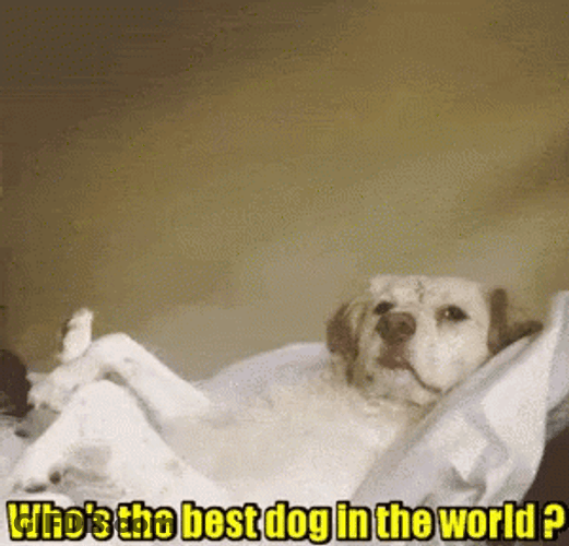 Good Dog Lying Down Paws Up GIF