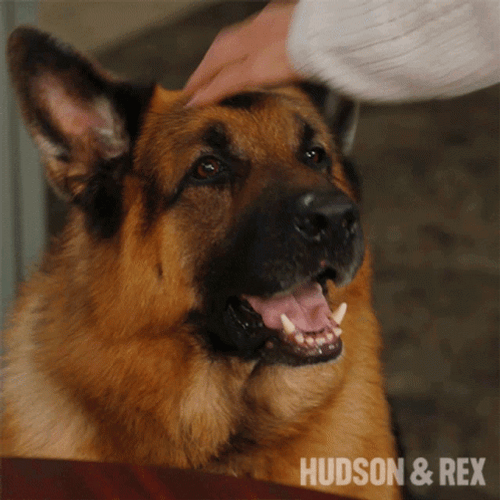 Good Dog Rex Head Pats Hudson And Rex Series GIF