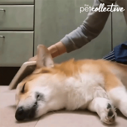 Good Dog Sleeping Corgi Hair Brushed GIF
