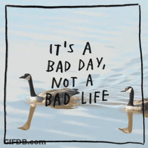 Good Ducks GIF