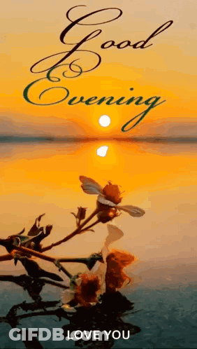 Good Evening Greeting Card With Sunset And Flower In Water GIF