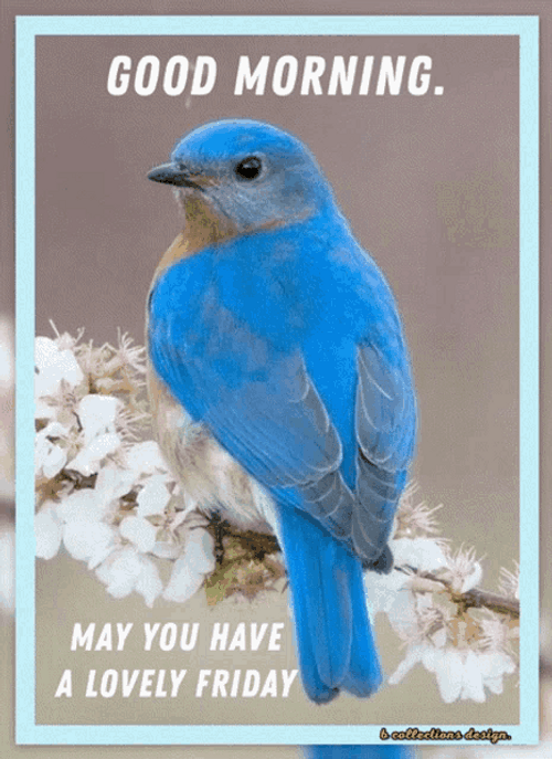 Good Friday Morning Blue Bird Lovely Friday GIF