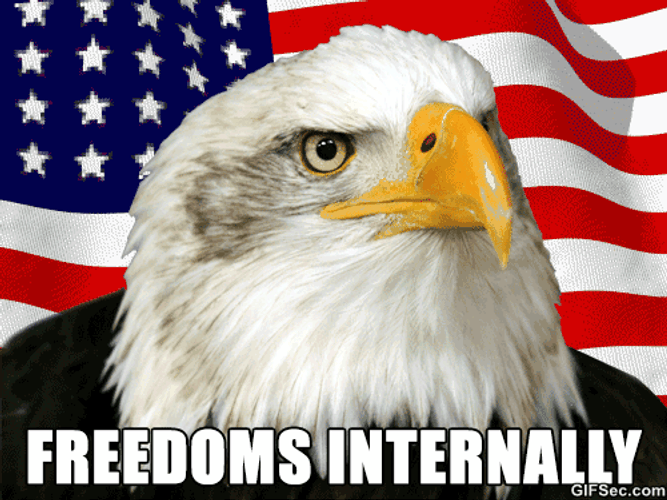 Good Looking Eagle Merica Murica GIF