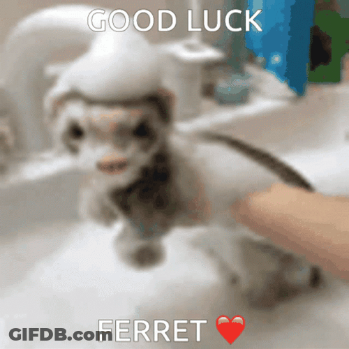 Good Luck Ferret GIF