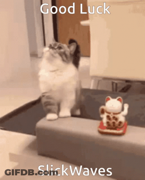 Good Luck SlickWaves Kitten GIF