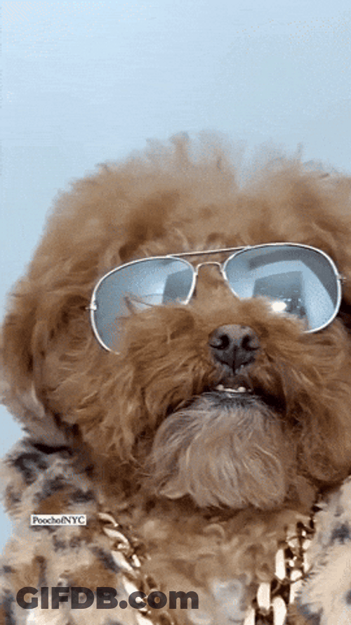Good Luck Woof GIF
