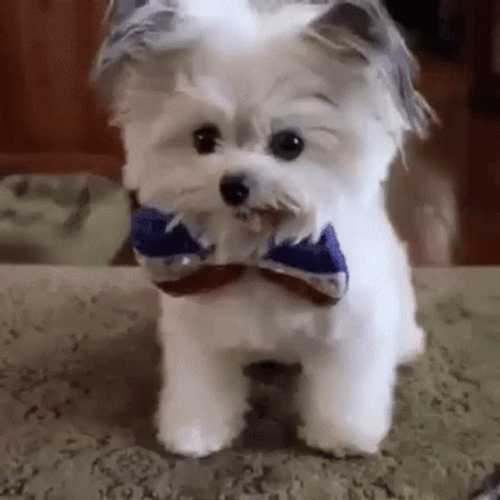 Good Maltese Dog Cute PuppyTricks GIF