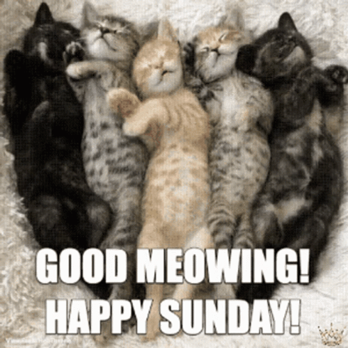 Good Meowing Happy Sunday GIF