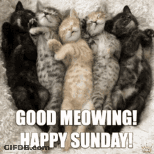Good Meowing Sunday Sleeping Kittens GIF