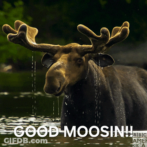 Good Moosin Moose In Water GIF