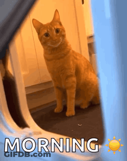 Good Moring Huh Cat Meme GIF