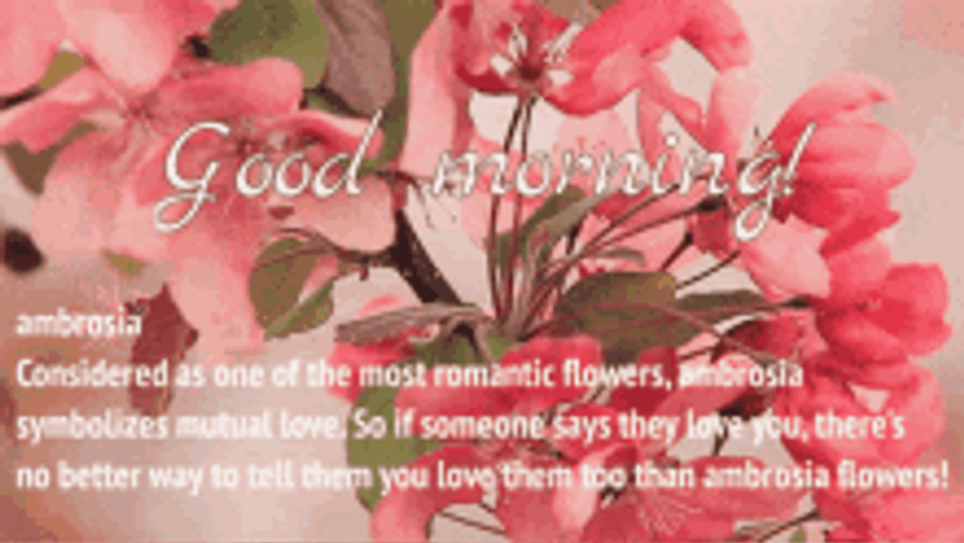Good Morning Ambrosia Flowers Swaying In The Wind GIF