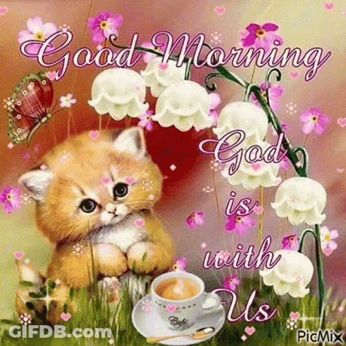 Good Morning August Cute Kitten GIF