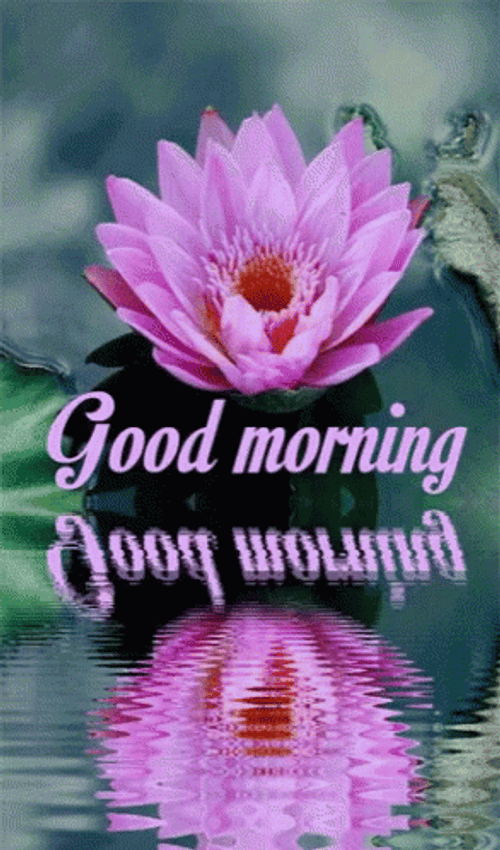 Good Morning August Water Lily GIF