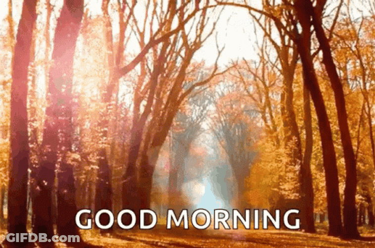 Good Morning Autumn Fall In Forrest GIF