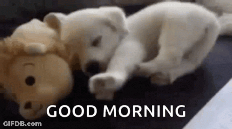 Good Morning Baby White Puppies GIF