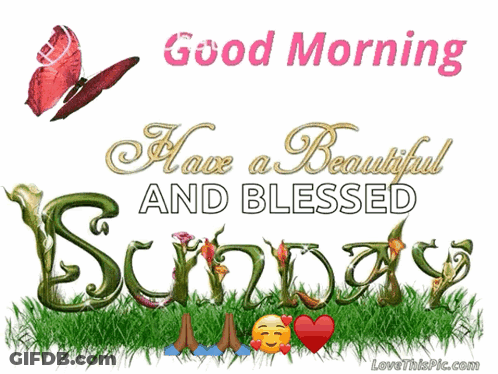 Good Morning Beautiful Blessed Sunday Butterfly GIF