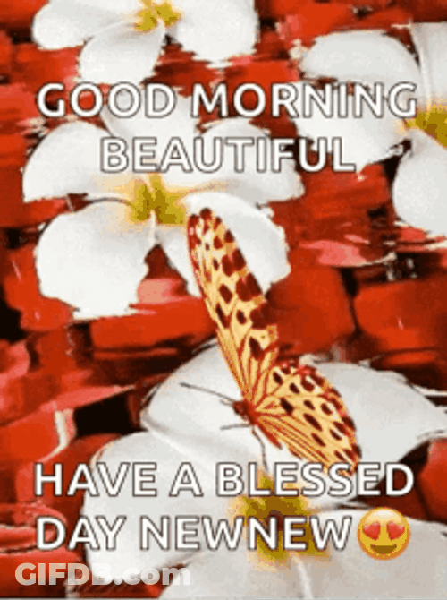 Good Morning Beautiful Flowers On Water And Butterfly GIF